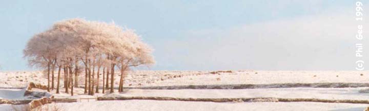 Twenty Trees in Winter (c) Phil Gee